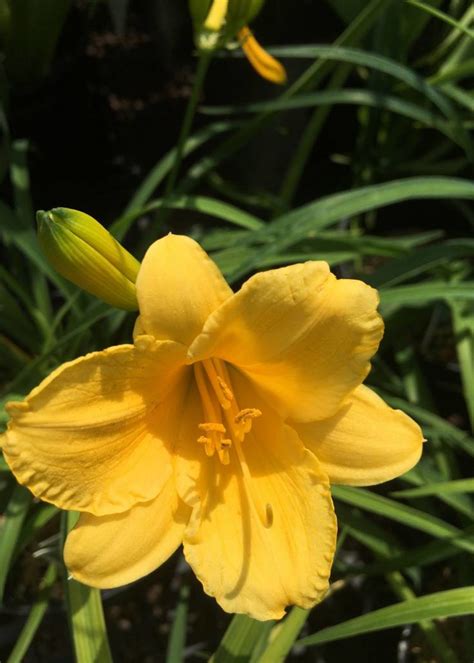 dior stella diorcharm|mini stella d'oro daylily.